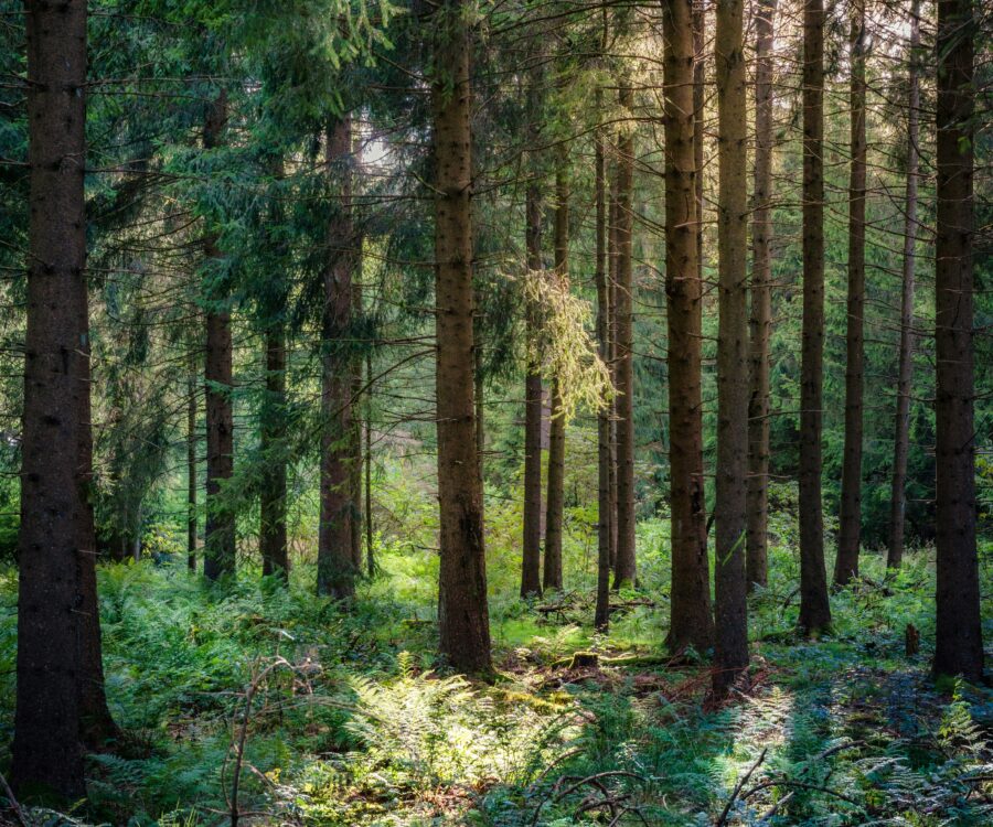 metsä
