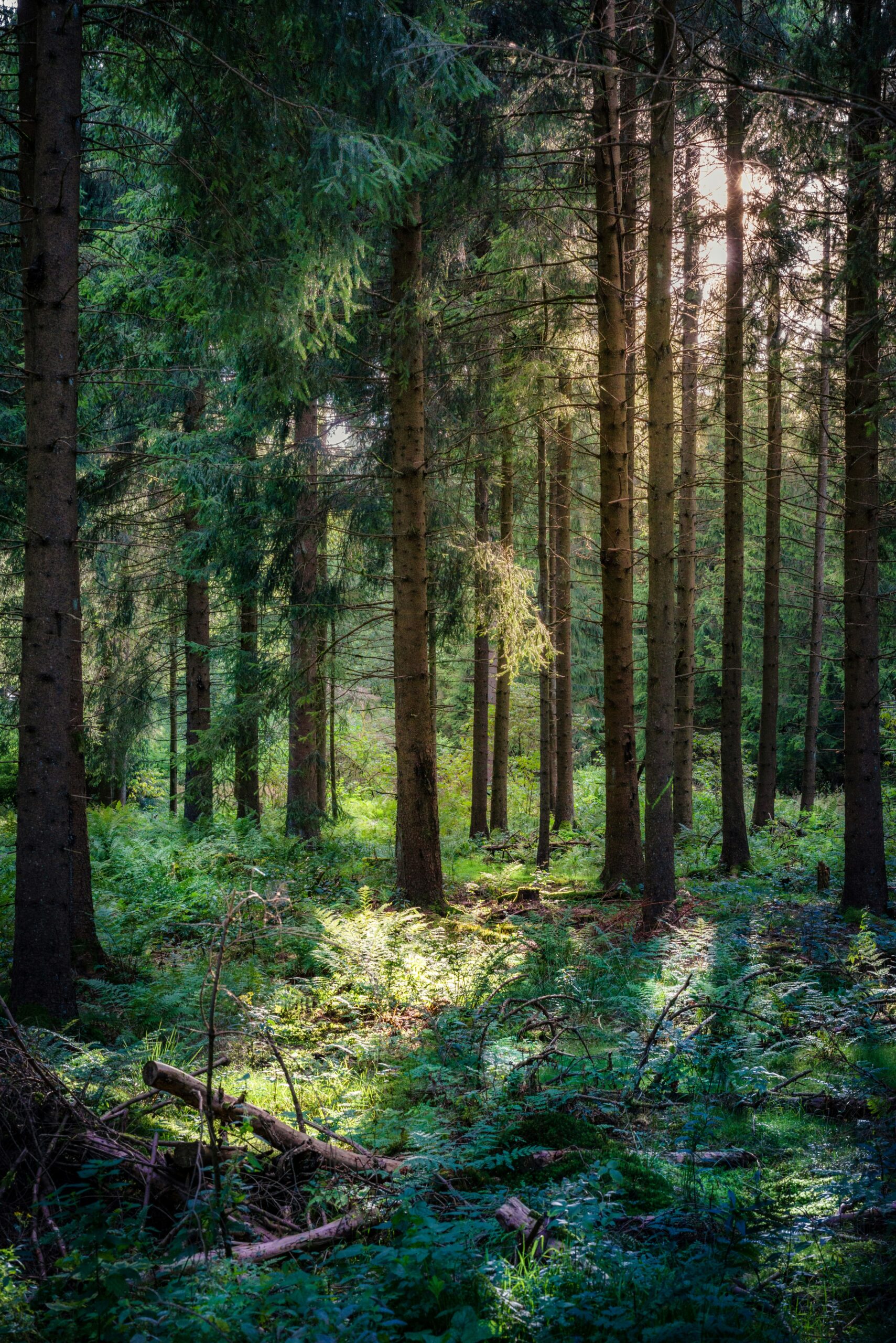 metsä